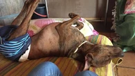 El caso de Neo, un ejemplo de superación canina: "No solo consiguió caminar, sino también correr"
