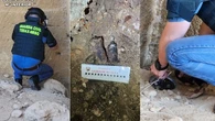 Hallazgo de la Guerra Civil: detonadas dos granadas de mano encontradas en una vivienda de Sevilla