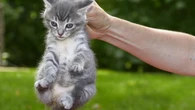 Qué es el 'scruffing', una técnica muy extendida, obsoleta y perjudicial para manipular gatos