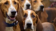 Así son los perros sabuesos como el beagle o el basset, un linaje canino con miles de años