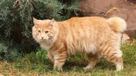 Todo sobre las razas de gatos sin cola, "una extraña especie" según los describió Darwin