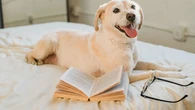 Ponte a prueba con este trivial animalero y de obras literarias inolvidables