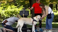 Paseos y calor: qué debemos tener en cuenta para disfrutar al aire libre con nuestros perros en verano