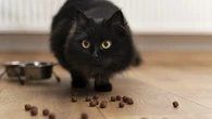 Multada con 4.650 euros por apropiarse del gato de su vecina y alimentarlo sin permiso