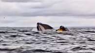 Salva la vida de milagro tras ser atacado por una ballena: 