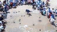 Sueltan al mar a más de veinte tortugas nacidas en un nido en Valencia