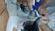'Detenido' Narco-Michi, un gato que transportaba droga a una cárcel