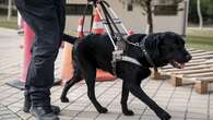 Etapas de un perro guía hasta ser los ojos de una persona ciega: crianza, socialización, adiestramiento y vida diaria