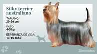 El silky terrier australiano, un perro enérgico, inteligente y tranquilo que puede confundirse con el Yorkshire