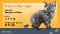 El manx de Tasmania, una raza felina de pelo encrespado surgida de una mutación de gatos sin rabo