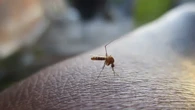 Adiós mosquitos, hola dormir del tirón: esta lámpara con luz los deja fritos en el acto