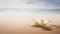 Playas españolas que admiten perros este verano y el mapa para ubicarlas