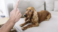 Un estudio trata de responder si sabemos qué necesitan nuestros animales 