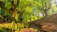 La espectacular ruta por un bosque de hayas centenarias, un enclave mágico en el País Vasco