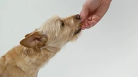 Cómo enseñar a un perro a ser cuidadoso al coger comida (y conservar los dedos intactos)