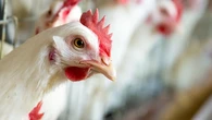 Absuelven a tres jóvenes acusados de maltrato animal con explotación sexual a una gallina