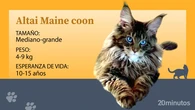 Así es el altái maine coon de ojos azules, un capricho genético y controvertido
