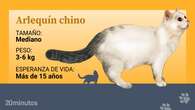 El enigmático gato arlequín chino, una raza casi olvidada