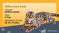 La raza felina del hibernian lynx, una belleza ‘exótica’ rodeada de secretos