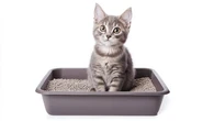 El síndrome urológico felino (FUS), una de las urgencias más comunes en clínicas veterinarias