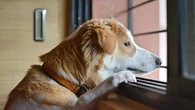 ¿Se puede prevenir la ansiedad por separación en los perros? La ciencia da nuevas pistas