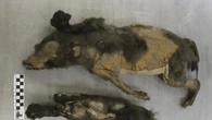 Los 'Cachorros de Tumat' de la Edad de Hielo no eran perros domésticos, señala un nuevo estudio