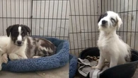La asociación Adala de Zaragoza busca hogar para Karma y Dharma, dos mestizos ciegos