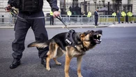Reino Unido inicia una campaña para reclamar pensiones para los perros policía jubilados