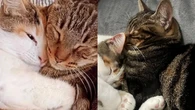 Carey y Pumba, dos gatas inseparables que necesitan un hogar