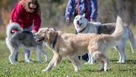 Una controvertida propuesta de ley australiana que exige pasar tres horas diarias con tu perro