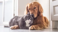 Un estudio revela lo que puedes ahorrar por tener un perro o gato: hasta 80.000 euros al año en salud