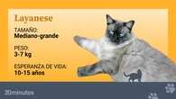 Así es el exclusivo layanese: las razas 'de diseño' también han llegado al mundo felino