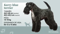 El kerry blue terrier, un perro con gran personalidad que necesita conocimientos y cuidados específicos
