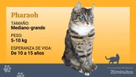 Así es la raza felina del pharaoh, inspirada en los dioses egipcios