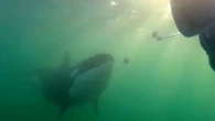 Los científicos captan a orcas 'regalando' comida a los humanos y están perplejos: "Pueden querer manipularnos"