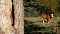 El hombre denunciado tras atar a una vaca y subirse a un banco para intentar violarla será juzgado por un delito leve de maltrato
