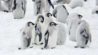 Cientos de polluelos de pingüino atrapados en un iceberg sobreviven milagrosamente cuatro meses sin sus madres