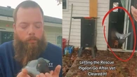 La rápida reacción de una paloma que evita volver a la naturaleza después de conocer cómo se vive dentro de una casa