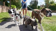 La verdad tras pasear seis, ocho e incluso diez perros: "Están gestionando el paseo, no disfrutándolo"