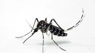 La OMS publica sus primeros protocolos para el dengue, el zika, el chikungunya y la fiebre amarilla