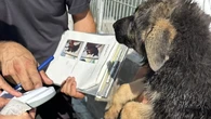 Denuncian un núcleo zoológico de Santpedor y decomisan 25 cachorros de perros