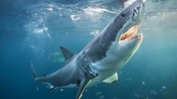 ¿Los tiburones confunden surfistas con tortugas? ¿Y huelen la sangre a lo lejos? Mitos del animal más temido