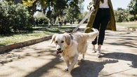 Siete mitos sobre los paseos con perro que ya es hora de superar