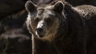 Muere Víctor Kudriávtsev, uno de los domadores de osos más famosos de Rusia