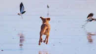 El impacto ambiental de los perros, un problema que los dueños no deben ignorar
