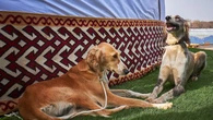 De la extinción al reconocimiento: el tazy kazajo entra en la escena mundial canina