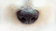Cómo iniciarse en el enriquecimiento olfativo canino, una práctica que mejora su calidad de vida