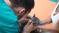 Alerta por productos antipulgas falsos: un insecticida ilegal pone en riesgo la vida de los gatos