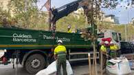 Barcelona retoma la plantación de árboles tras el parón por la sequía: habrá 2.000 más a final de año