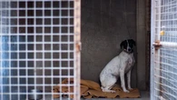 Razas, adopciones... Diez claves sobre el abandono animal en España según el primer informe oficial